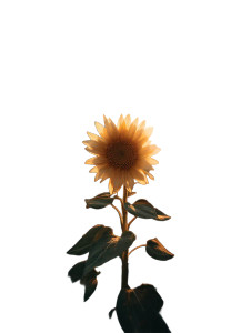 Glowing Sunflower Vinyl Car Decal Sticker – Waterproof & UV-Resistant Glowing Sunflower Vinyl Car Decal Sticker – Waterproof & UV-Resistant