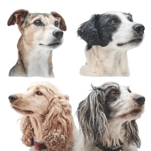 Singing Dog Carolers Vinyl Car Decal Sticker – Waterproof & UV-Resistant 