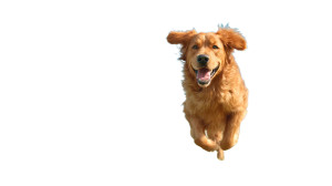 Joyful Golden Retriever V11 Vinyl Car Decal Sticker – Waterproof & UV-Resistant Joyful Golden Retriever V11 Vinyl Car Decal Sticker – Waterproof & UV-Resistant