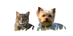 Happy Pets Playing V2 Vinyl Car Decal Sticker – Waterproof & UV-Resistant  Happy Pets Playing V2 Vinyl Car Decal Sticker – Waterproof & UV-Resistant