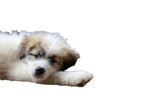 Fluffy Puppy Resting Vinyl Car Decal Sticker – Waterproof & UV-Resistant 