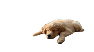 Sleeping Golden Retriever V3 Vinyl Car Decal Sticker – Waterproof & UV-Resistant 