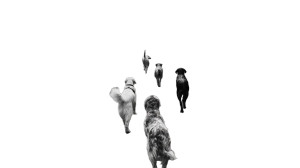 Dogs In Forest Vinyl Car Decal Sticker – Waterproof & UV-Resistant 
