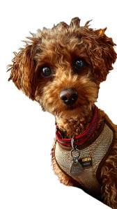 Toy Poodle Farewell Vinyl Car Decal Sticker – Waterproof & UV-Resistant 