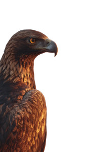 Golden Eagle Close-Up Vinyl Car Decal Sticker – Waterproof & UV-Resistant 