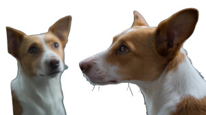 Confused Dog Mirror Vinyl Car Decal Sticker – Waterproof & UV-Resistant 