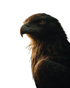 Majestic Black Eagle V2 Vinyl Car Decal Sticker – Waterproof & UV-Resistant Majestic Black Eagle V2 Vinyl Car Decal Sticker – Waterproof & UV-Resistant