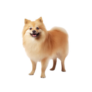 Spitz Dog Vinyl Car Decal Sticker – Waterproof & UV-Resistant 