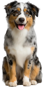 Australian Shepherd Vinyl Car Decal Sticker – Waterproof & UV-Resistant Australian Shepherd Vinyl Car Decal Sticker – Waterproof & UV-Resistant
