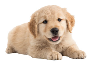 Golden Retriever Puppy V35 Vinyl Car Decal Sticker – Waterproof & UV-Resistant 