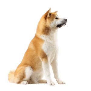 Akita Inu Dog Vinyl Car Decal Sticker – Waterproof & UV-Resistant Akita Inu Dog Vinyl Car Decal Sticker – Waterproof & UV-Resistant