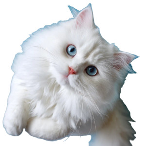 Fluffy White Cat V9 Vinyl Car Decal Sticker – Waterproof & UV-Resistant 