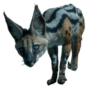 Majestic Golden Predator Vinyl Car Decal Sticker – Waterproof & UV-Resistant 