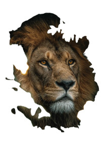 Lion Portrait V7 Vinyl Car Decal Sticker – Waterproof & UV-Resistant 