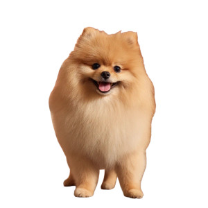 Fluffy Pomeranian Spitz Vinyl Car Decal Sticker – Waterproof & UV-Resistant 