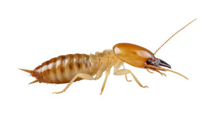 Termite Profile Vinyl Car Decal Sticker – Waterproof & UV-Resistant 