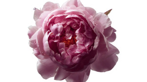 Blooming Peony Closeup V3 Vinyl Car Decal Sticker – Waterproof & UV-Resistant Blooming Peony Closeup V3 Vinyl Car Decal Sticker – Waterproof & UV-Resistant