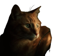 Orange Cat Portrait V4 Vinyl Car Decal Sticker – Waterproof & UV-Resistant 