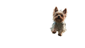 Dreamy Terrier Chase Vinyl Car Decal Sticker – Waterproof & UV-Resistant Dreamy Terrier Chase Vinyl Car Decal Sticker – Waterproof & UV-Resistant