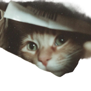 Playful Orange Cat V4 Vinyl Car Decal Sticker – Waterproof & UV-Resistant 