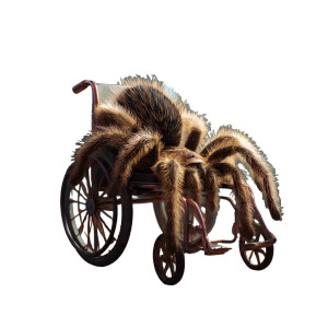 Tarantula On Wheelchair Vinyl Car Decal Sticker – Waterproof & UV-Resistant Tarantula On Wheelchair Vinyl Car Decal Sticker – Waterproof & UV-Resistant