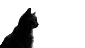 Mystical Cat Vision Vinyl Car Decal Sticker – Waterproof & UV-Resistant 