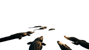 Swamp Of Alligators Vinyl Car Decal Sticker – Waterproof & UV-Resistant 