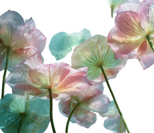 Transparent Lotus Flowers Vinyl Car Decal Sticker – Waterproof & UV-Resistant 
