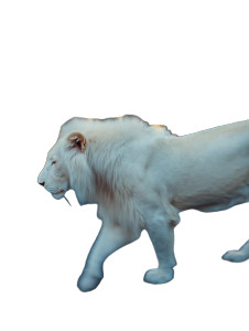 Albino Lion Stride Vinyl Car Decal Sticker – Waterproof & UV-Resistant Albino Lion Stride Vinyl Car Decal Sticker – Waterproof & UV-Resistant