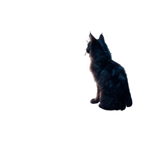 Beautiful Cat Sunset Vinyl Car Decal Sticker – Waterproof & UV-Resistant Beautiful Cat Sunset Vinyl Car Decal Sticker – Waterproof & UV-Resistant