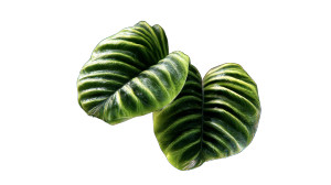 Green Leaf Plant Vinyl Car Decal Sticker – Waterproof & UV-Resistant Green Leaf Plant Vinyl Car Decal Sticker – Waterproof & UV-Resistant