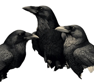 Mischievous Crows Trio Vinyl Car Decal Sticker – Waterproof & UV-Resistant Mischievous Crows Trio Vinyl Car Decal Sticker – Waterproof & UV-Resistant