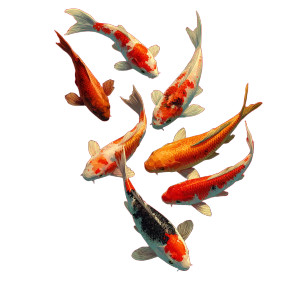 Colorful Koi Fish V7 Vinyl Car Decal Sticker – Waterproof & UV-Resistant 