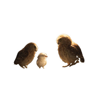 Owls And Seagull Vinyl Car Decal Sticker – Waterproof & UV-Resistant 