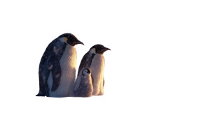 Emperor Penguins Chick Vinyl Car Decal Sticker – Waterproof & UV-Resistant Emperor Penguins Chick Vinyl Car Decal Sticker – Waterproof & UV-Resistant