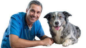 Veterinarian With Dog V4 Vinyl Car Decal Sticker – Waterproof & UV-Resistant 