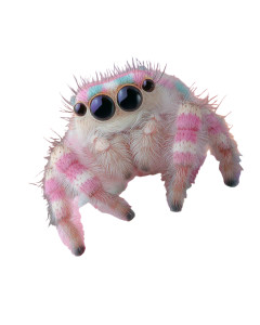 Big Eyed Spider Vinyl Car Decal Sticker – Waterproof & UV-Resistant 