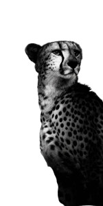 Cheetah Close-Up Vinyl Car Decal Sticker – Waterproof & UV-Resistant 