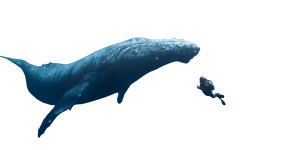 Giant Whale Encounter V2 Vinyl Car Decal Sticker – Waterproof & UV-Resistant Giant Whale Encounter V2 Vinyl Car Decal Sticker – Waterproof & UV-Resistant