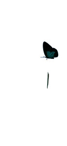 Minimalist Butterfly Vinyl Car Decal Sticker – Waterproof & UV-Resistant Minimalist Butterfly Vinyl Car Decal Sticker – Waterproof & UV-Resistant