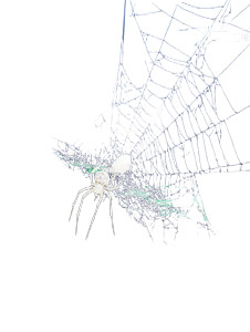 Digital Spider Web Vinyl Car Decal Sticker – Waterproof & UV-Resistant 