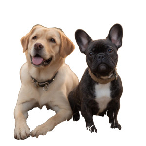 Dogs On Grass Vinyl Car Decal Sticker – Waterproof & UV-Resistant 