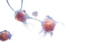 Dividing Cancer Cells V2 Vinyl Car Decal Sticker – Waterproof & UV-Resistant 