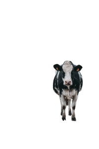 Dutch Cow Vinyl Car Decal Sticker – Waterproof & UV-Resistant 