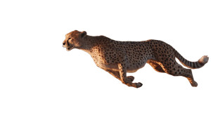 Wild Cheetah Run Vinyl Car Decal Sticker – Waterproof & UV-Resistant 