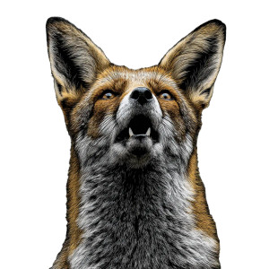 Mystical Cosmic Fox Vinyl Car Decal Sticker – Waterproof & UV-Resistant Mystical Cosmic Fox Vinyl Car Decal Sticker – Waterproof & UV-Resistant