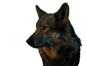 Golden Dawn Wolf Vinyl Car Decal Sticker – Waterproof & UV-Resistant 