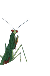 Green Mantis Resting Vinyl Car Decal Sticker – Waterproof & UV-Resistant 