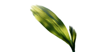 Sunlit Corn Vinyl Car Decal Sticker – Waterproof & UV-Resistant 