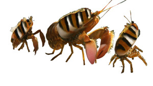 Lobster Quadrille Vinyl Car Decal Sticker – Waterproof & UV-Resistant 